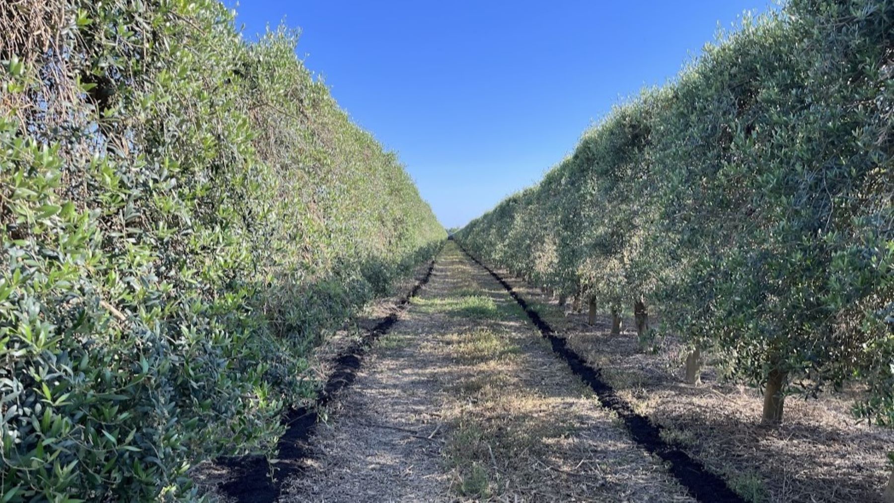 Olive orchard