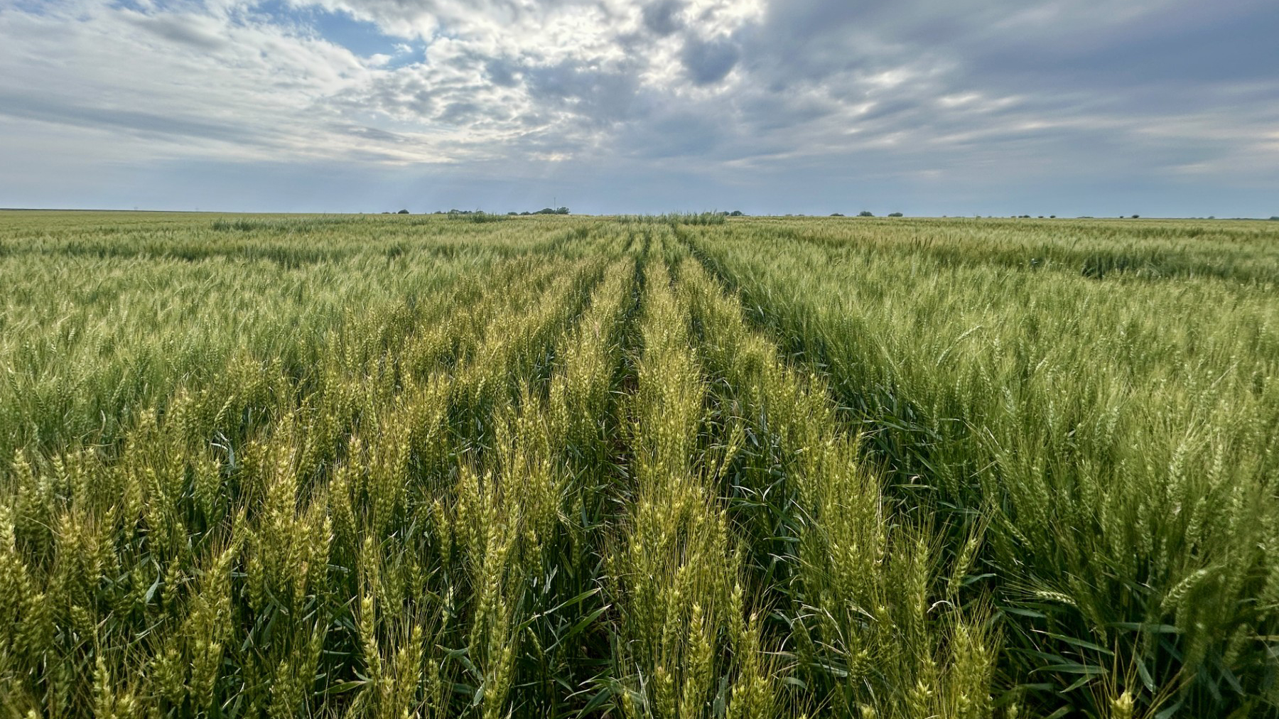 Wheat field
