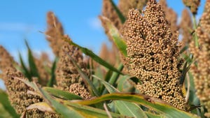 forage sorghum harvest forage sorghum harvest