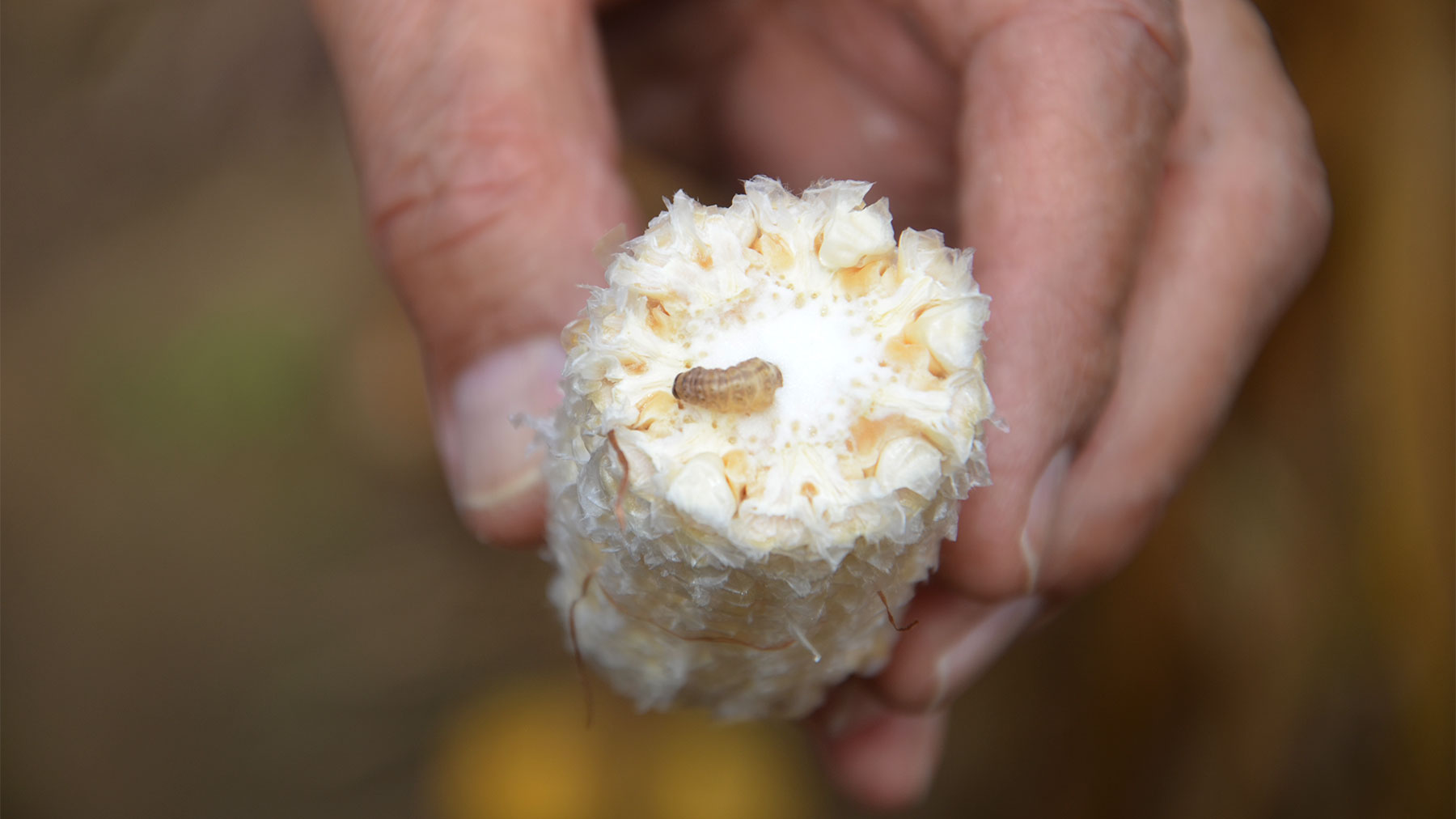 An insect on a cob of corn