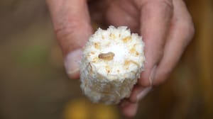 An insect on a cob of corn An insect on a cob of corn