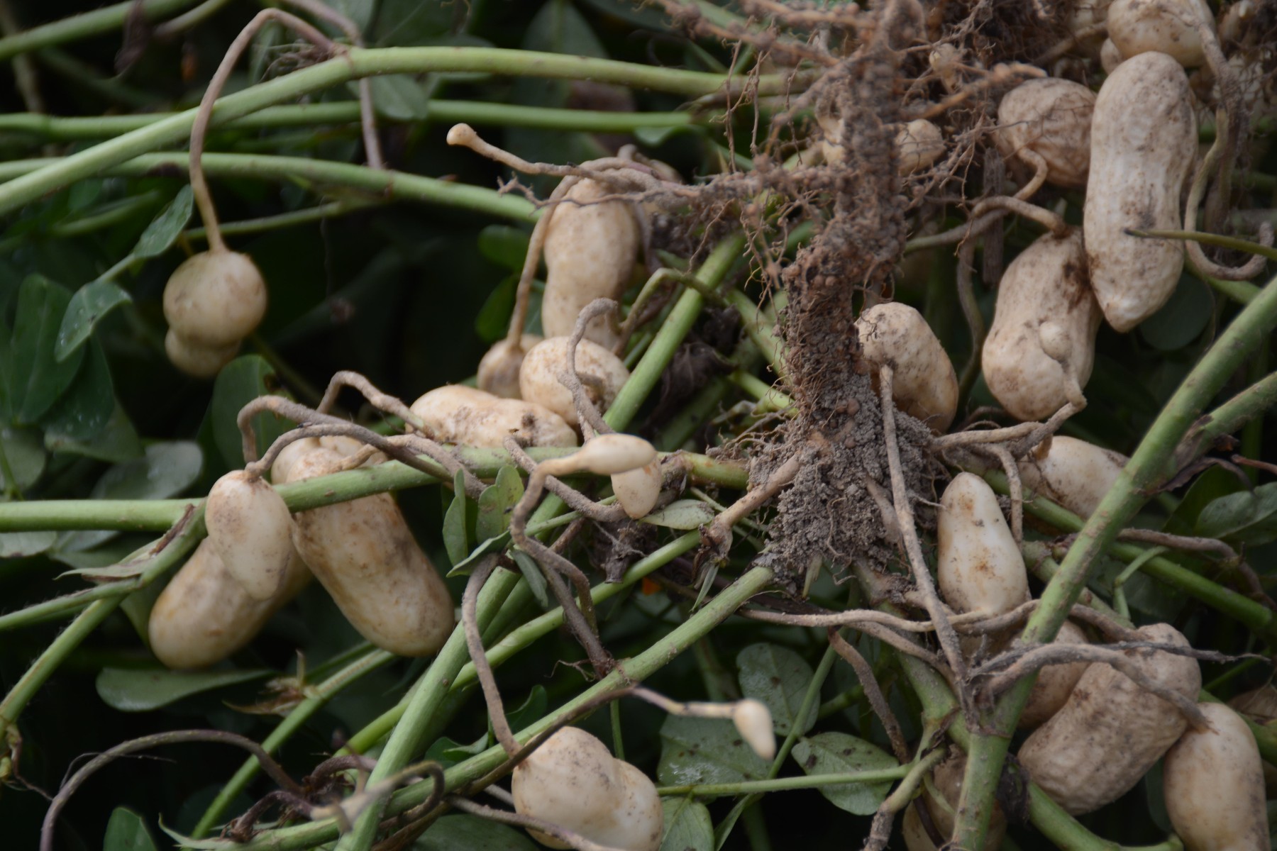 Peanuts plowed up in a field.
