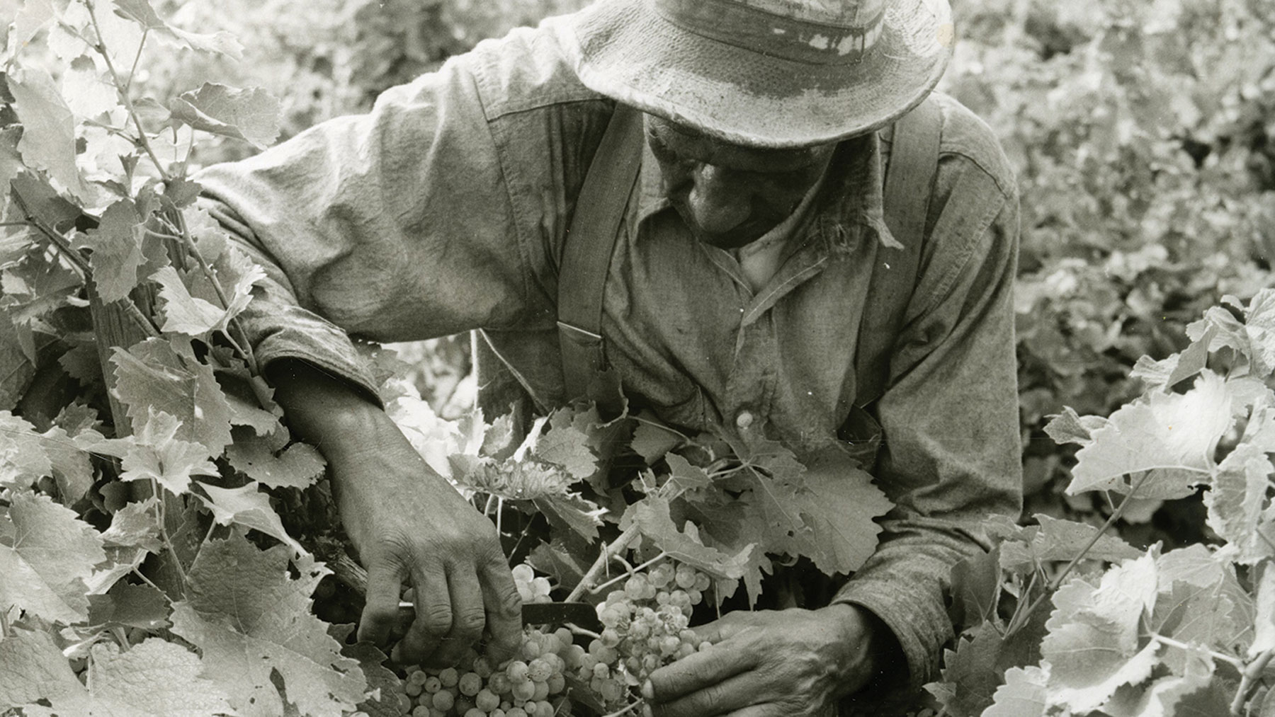 migrant farmworkers