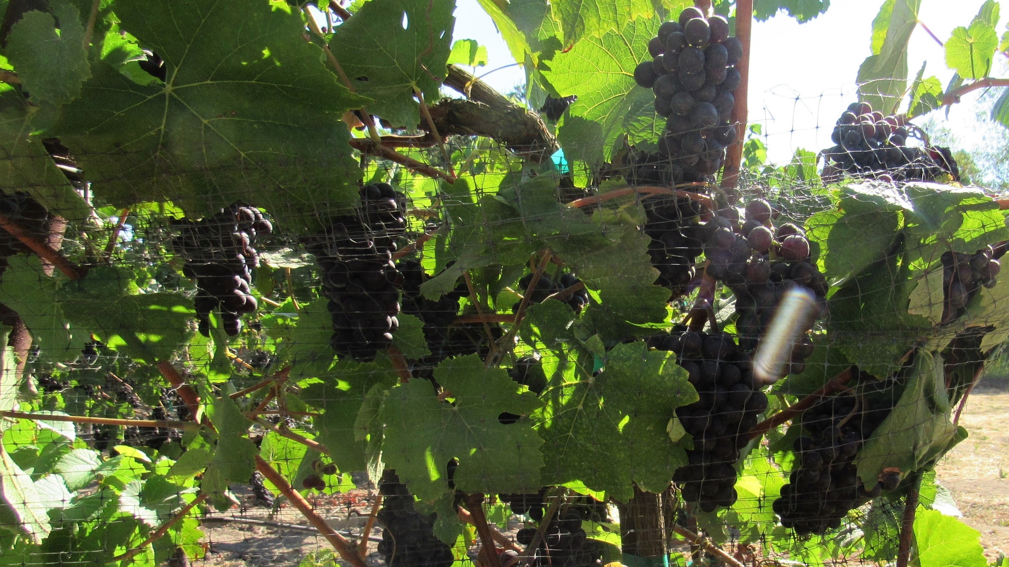 Wine grapes