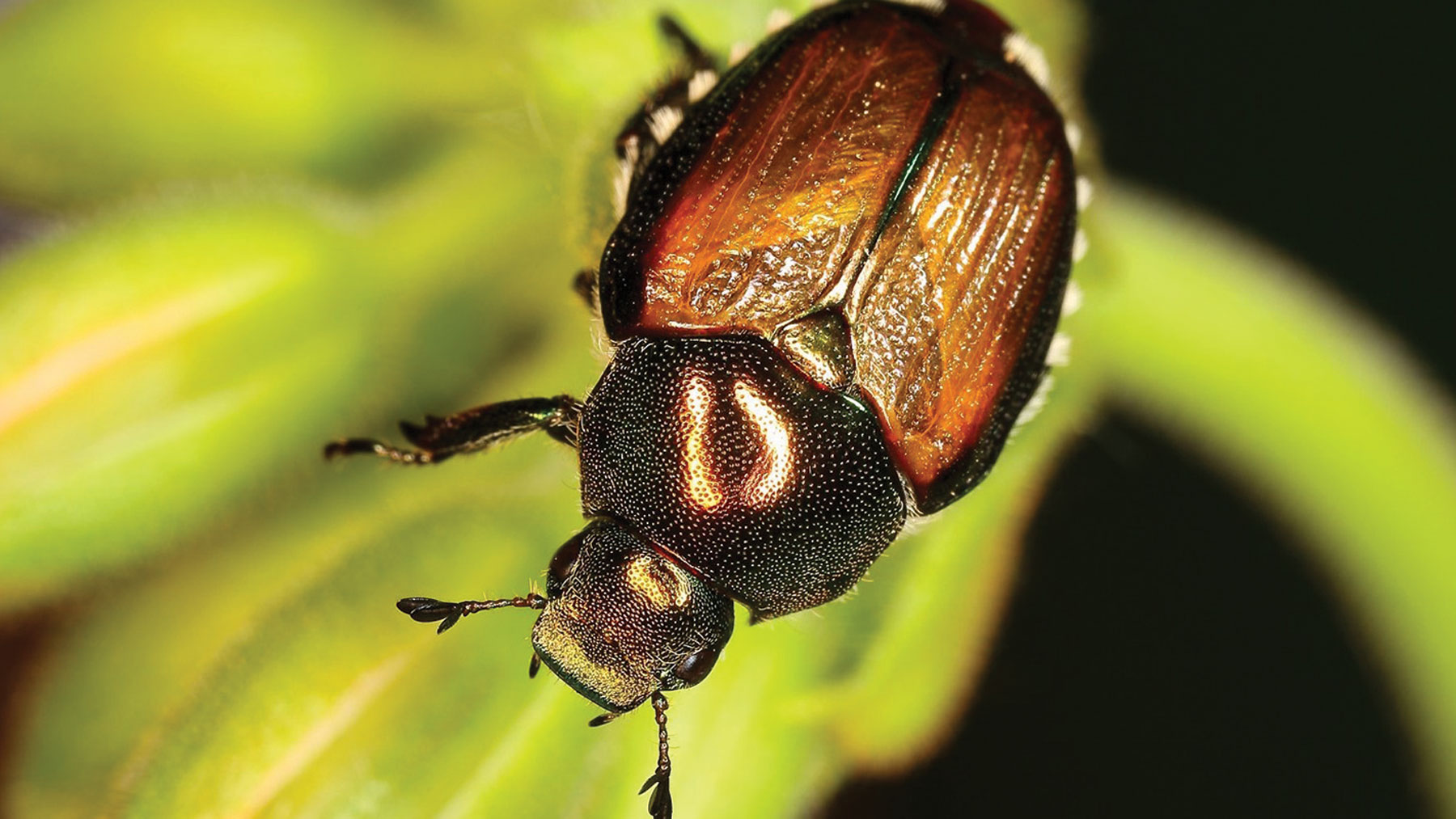 Japanese beetle