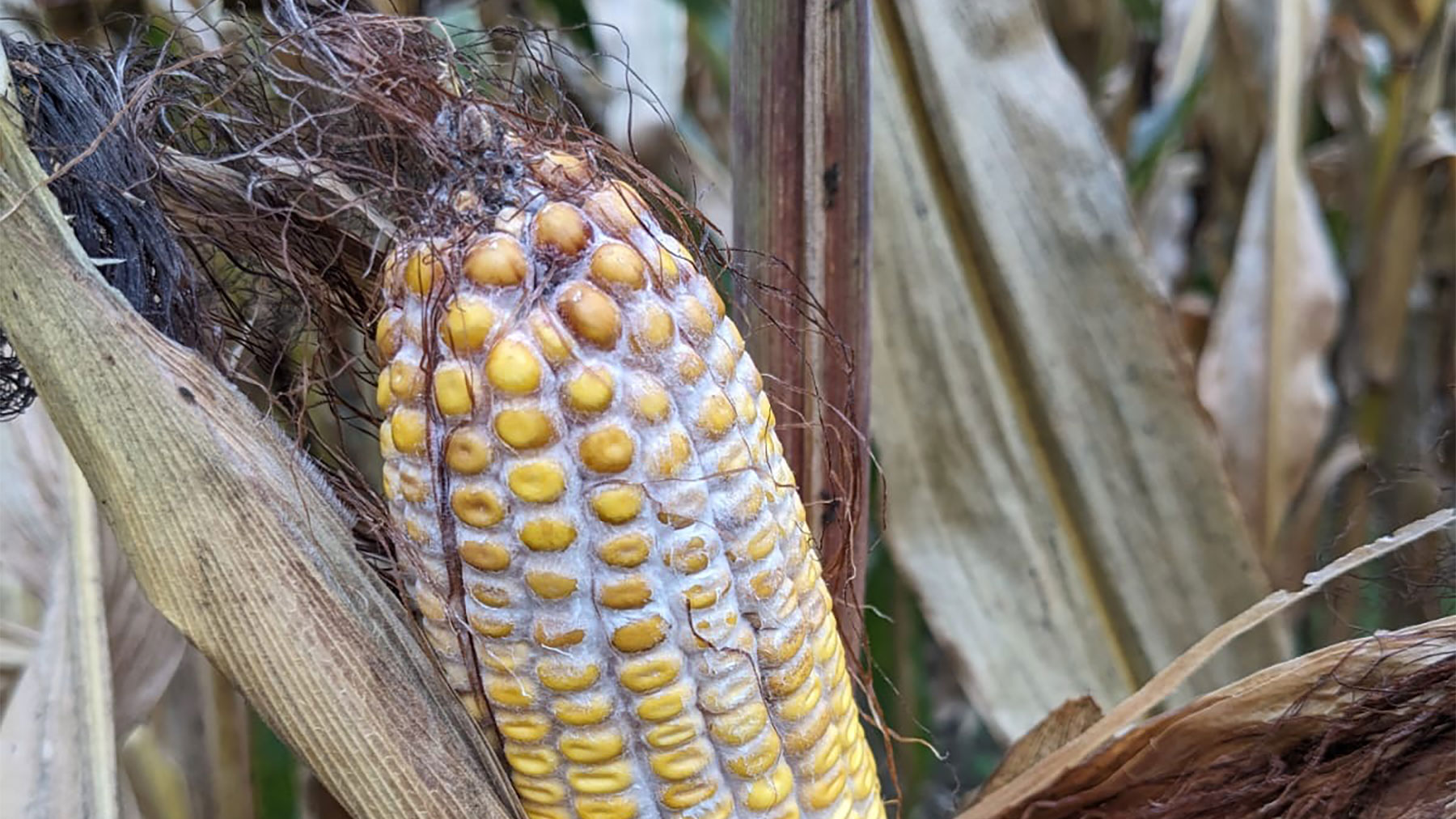 A dusty pink substance on a corn ear indicative of gibberella ear rot