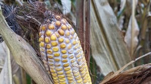 A dusty pink substance on a corn ear indicative of gibberella ear rot A dusty pink substance on a corn ear indicative of gibberella ear rot