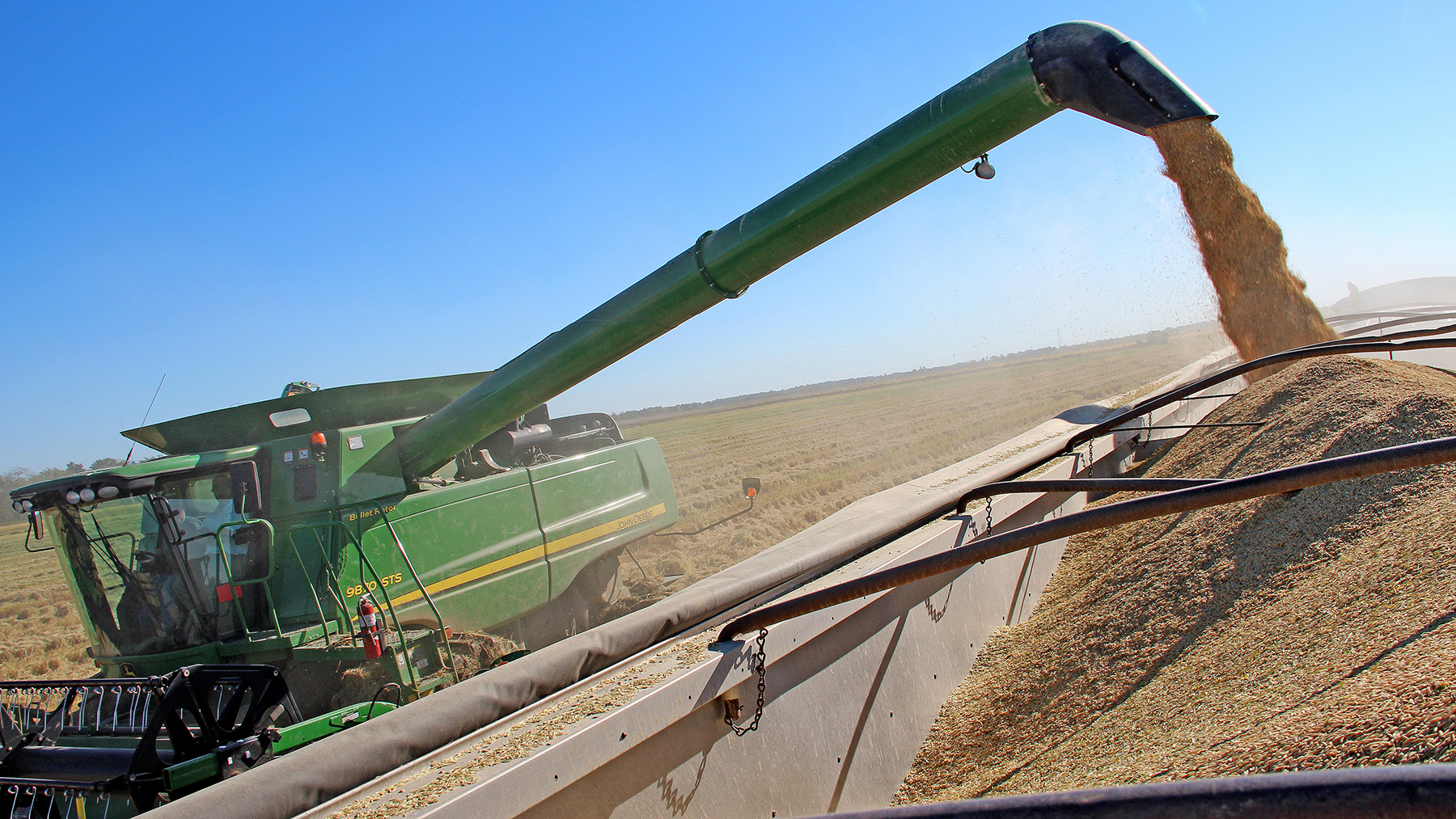 Rice Harvest