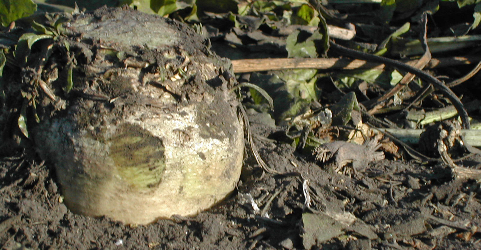 closeup of unharvested beet plant in the ground