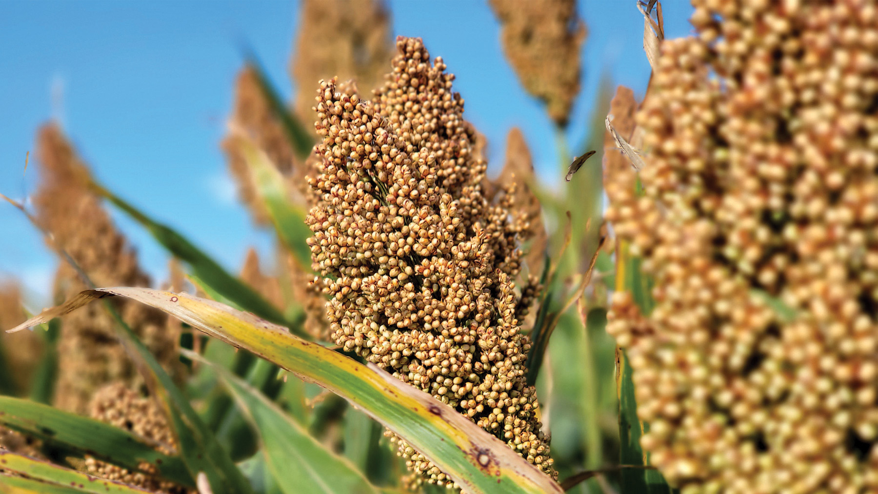sorghum
