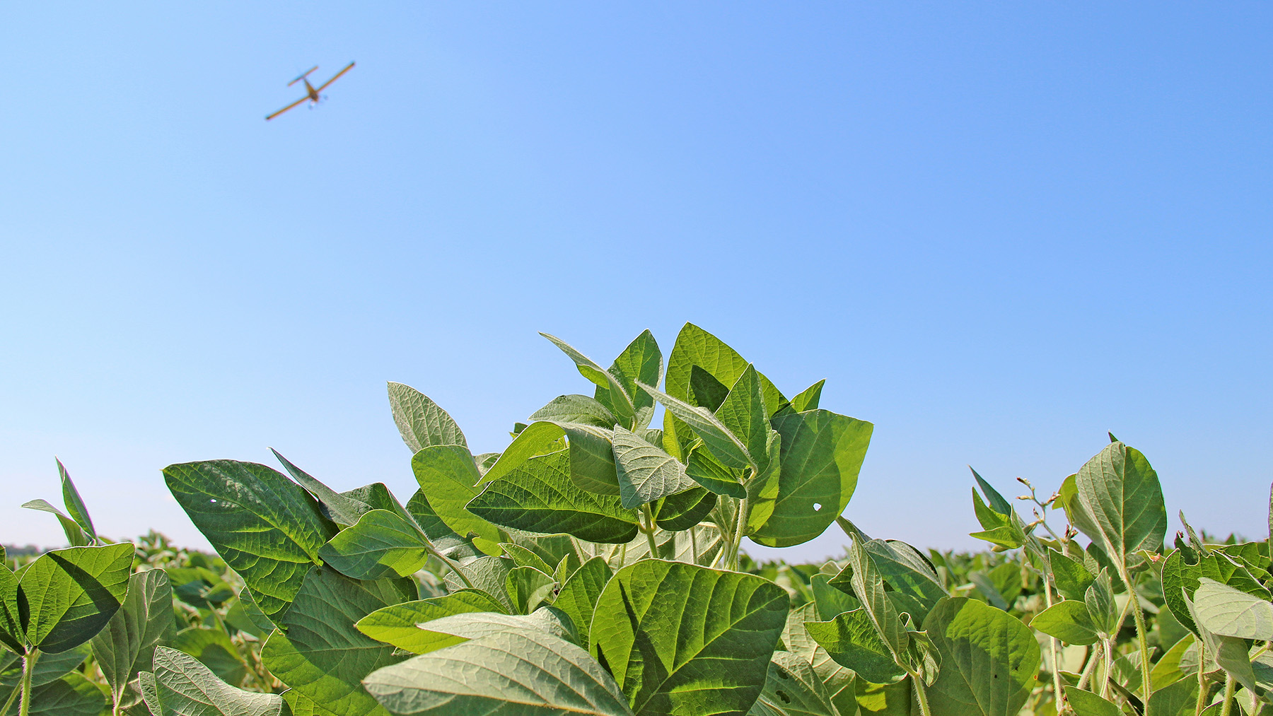 plane applicator above field