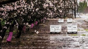 almond pollination almond pollination