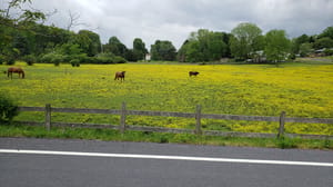 Horses in a fence in field of yellow weeds Horses in a fence in field of yellow weeds
