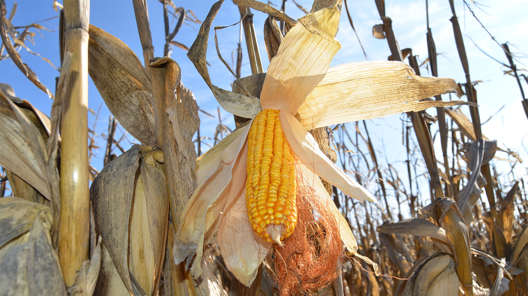 Close up of ear of corn on stalk