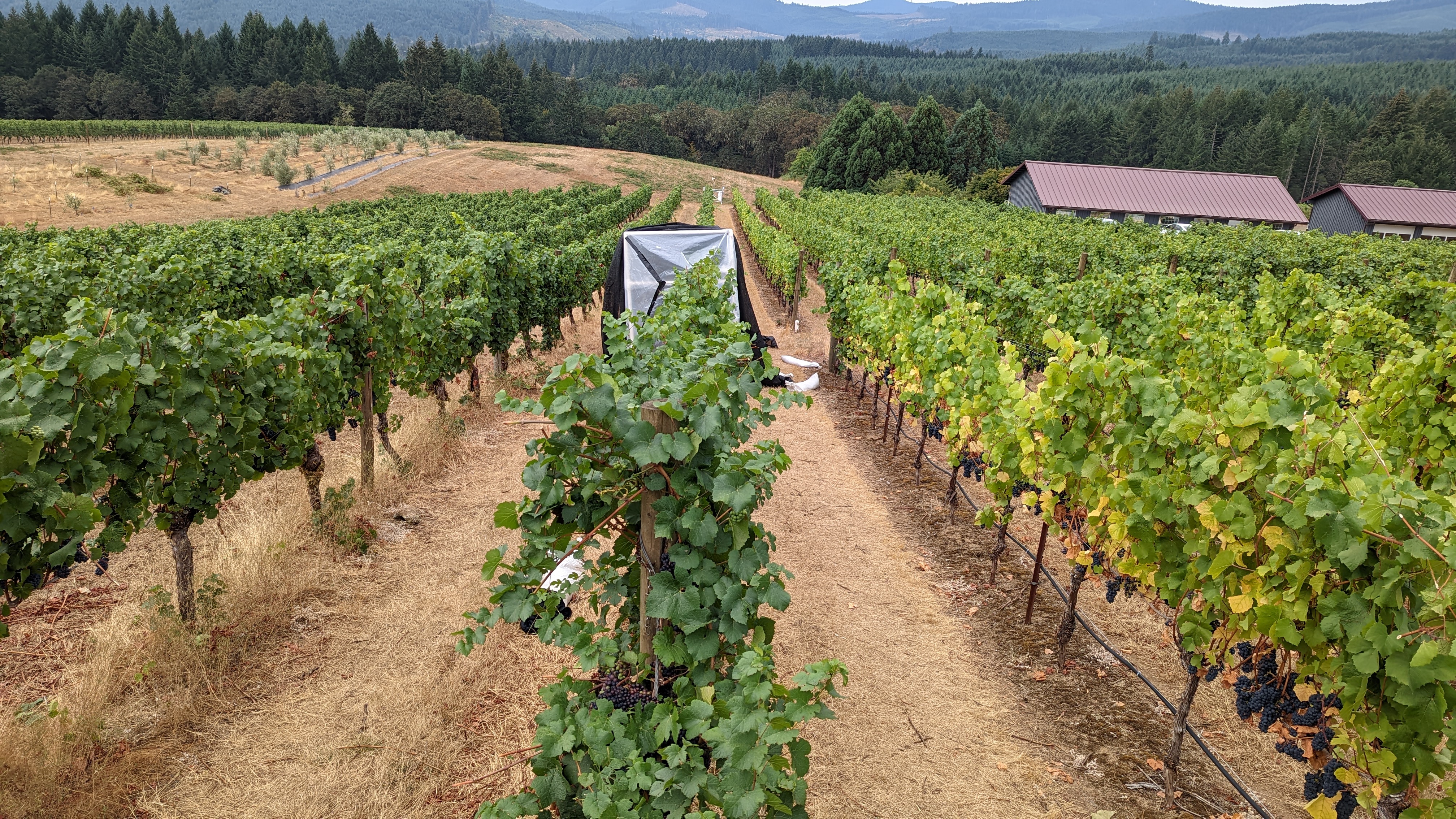Woodhall Vineyard
