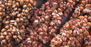 Sorghum Sorghum
