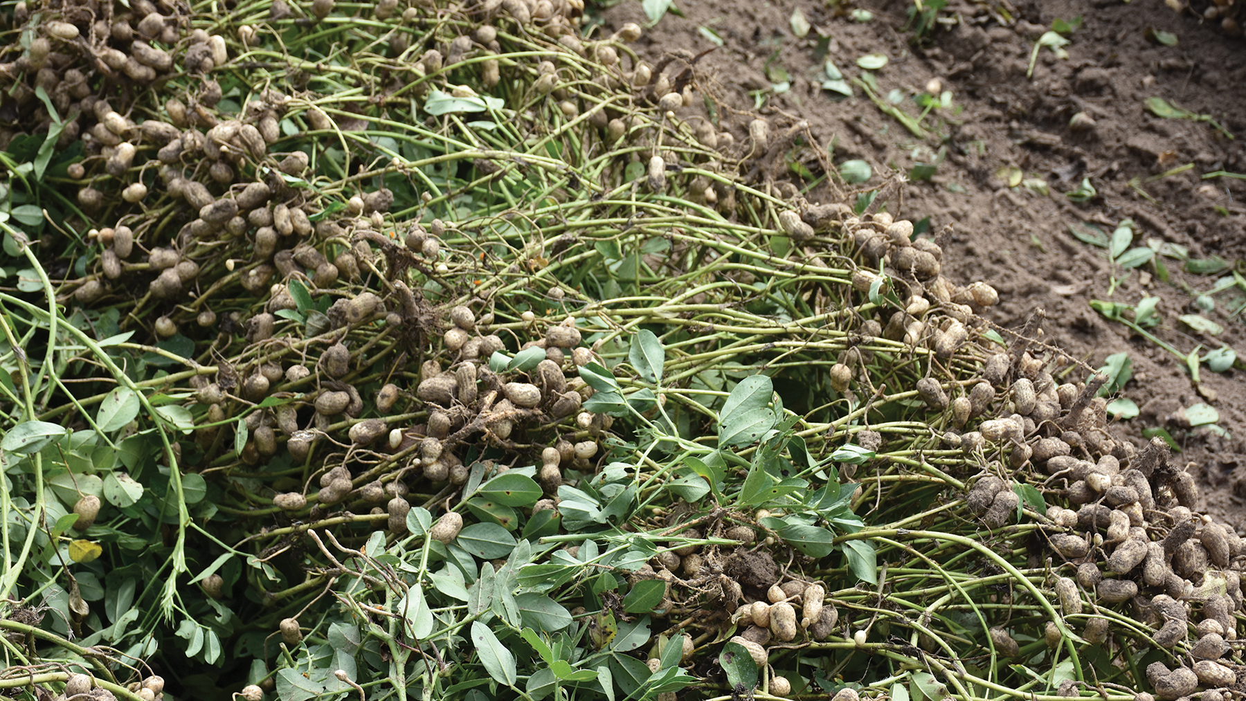 Fresh Dug Peanuts