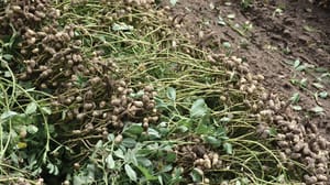 Fresh Dug Peanuts Fresh Dug Peanuts