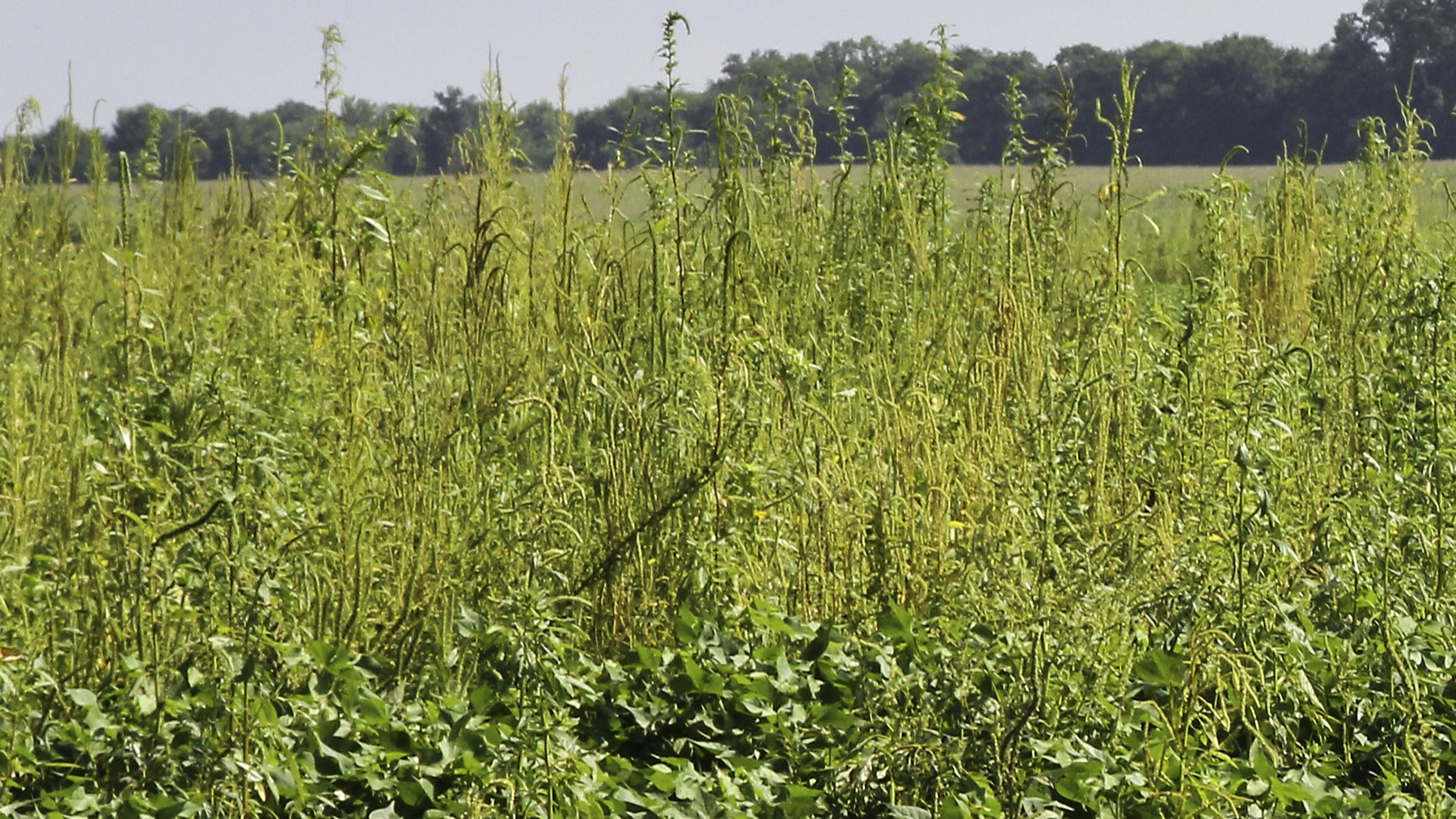Palmer amaranth