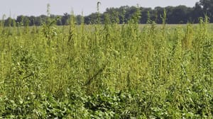 Palmer amaranth Palmer amaranth