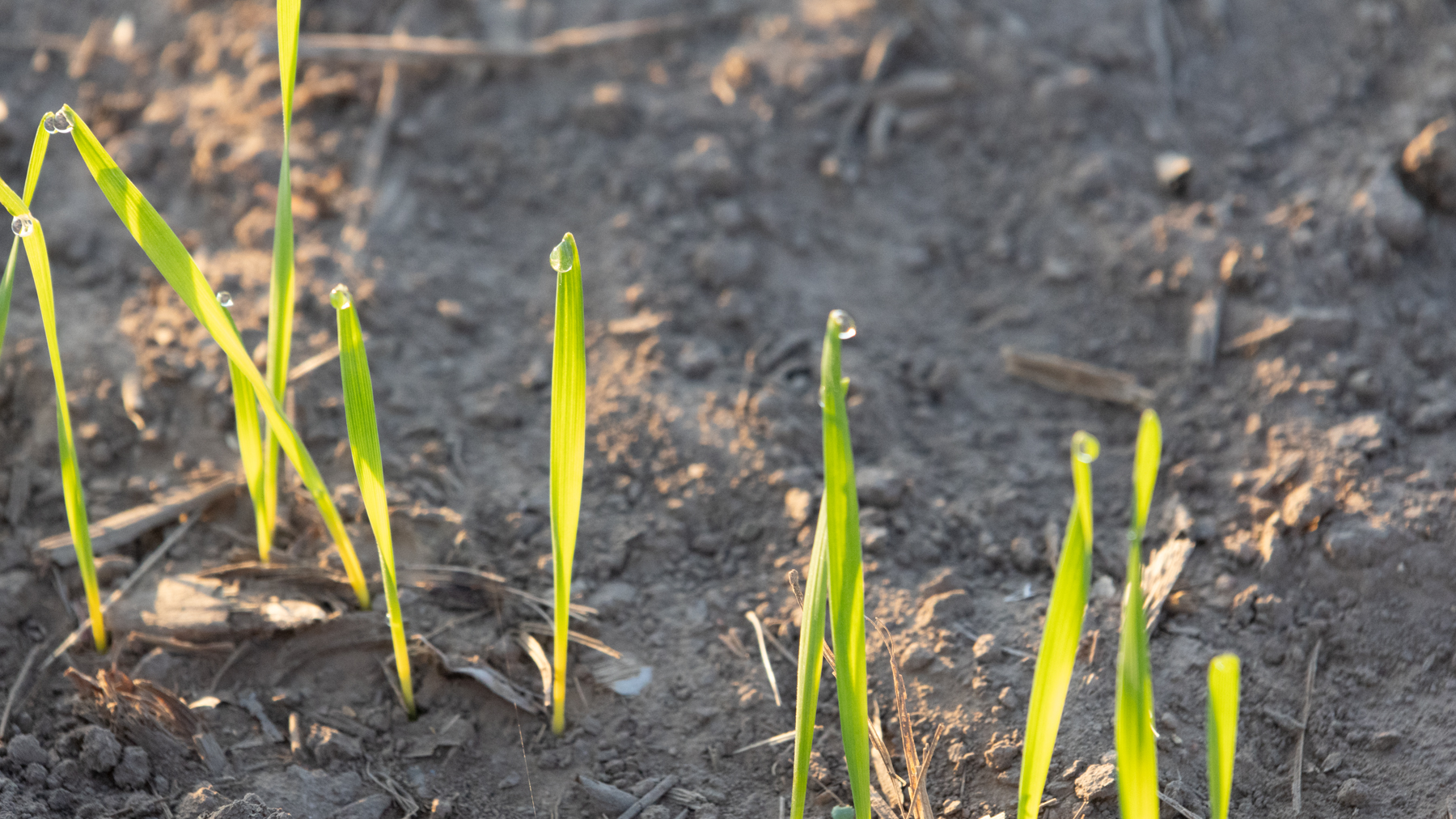wheat seedlings with dew drops on the tips