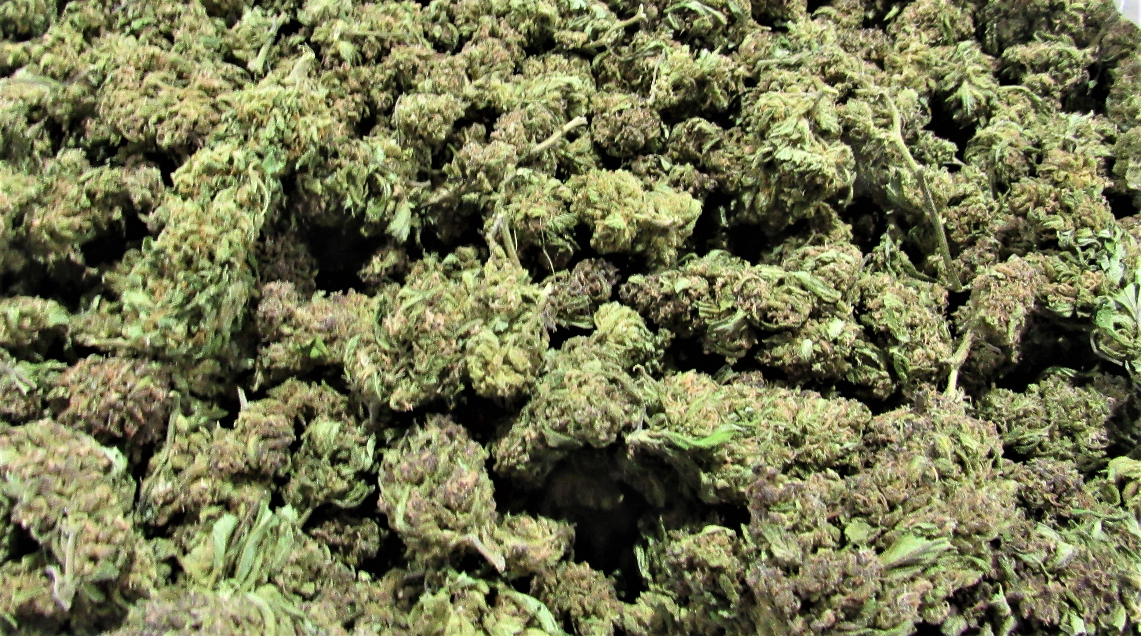 WFP-hearden-hemp-wae.JPG
