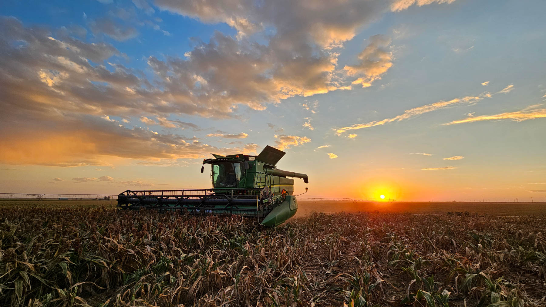 sorghum harvest