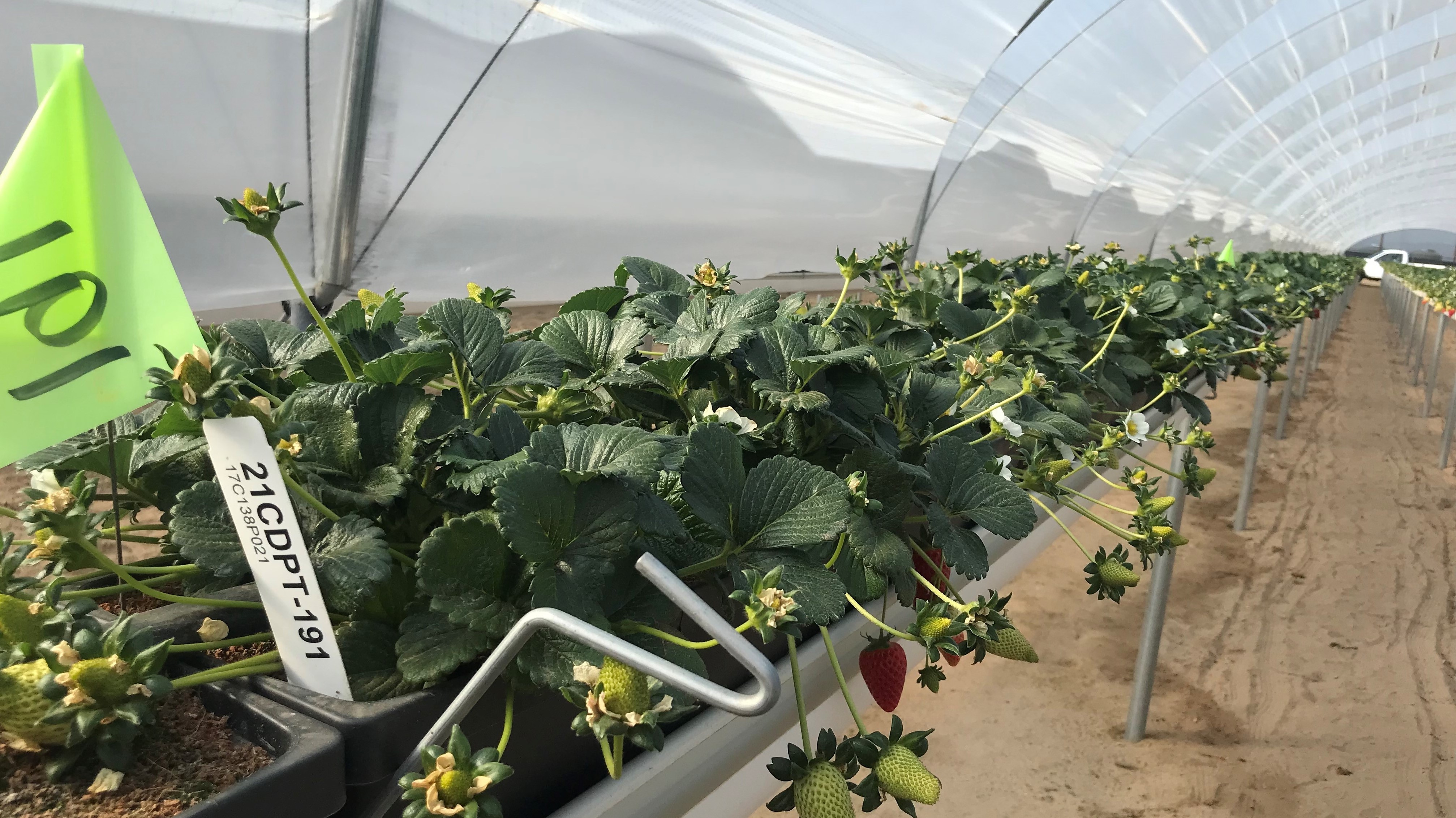 Strawberries in a greenhouse