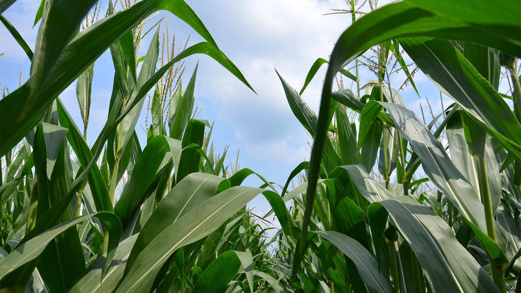 A view between two rows of corn in a field