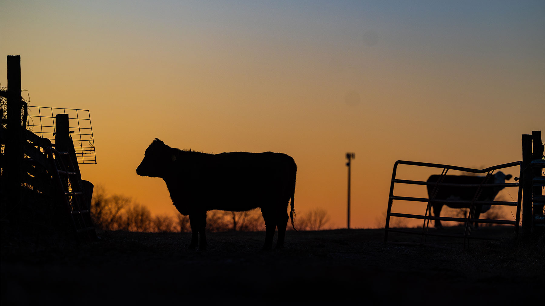 Silhouette of a cow against an orange and blue gradient sky