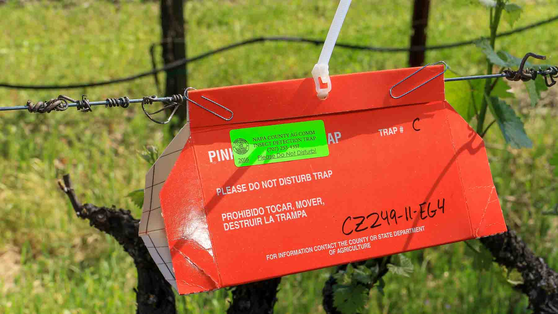 Insect trap
