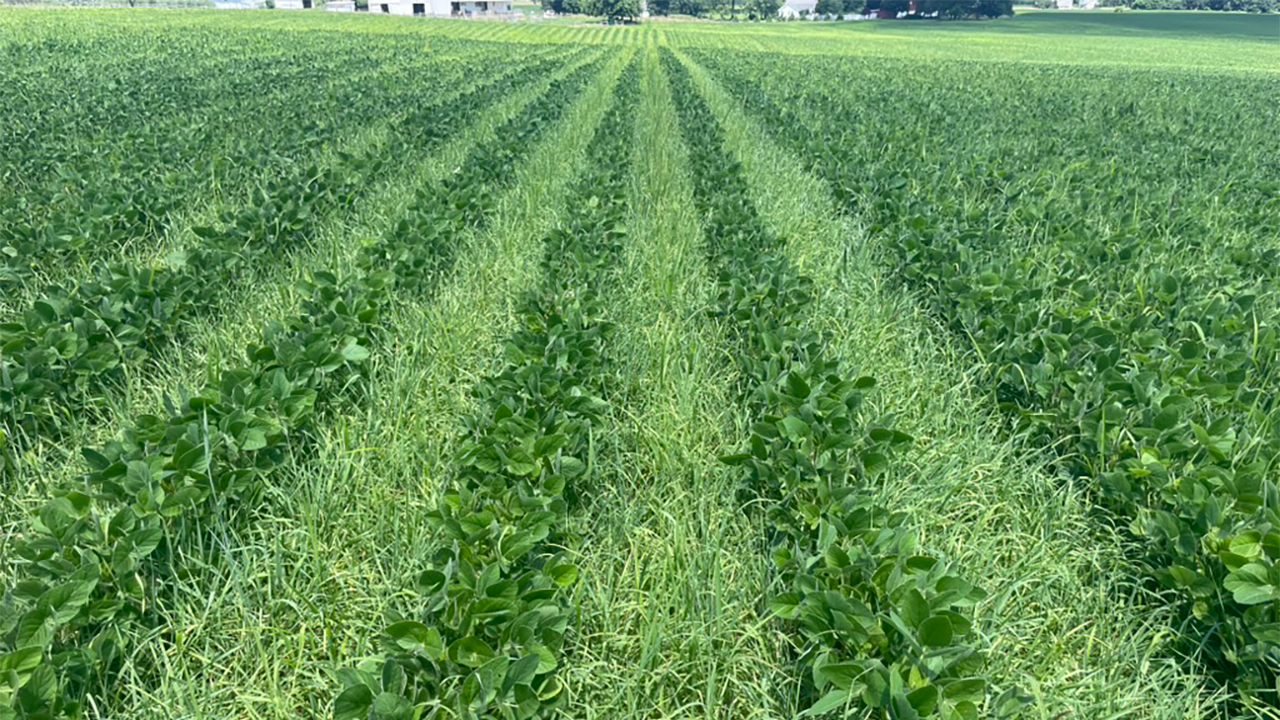A soybean and rye field