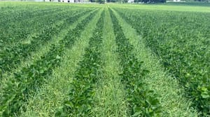 A soybean and rye field A soybean and rye field