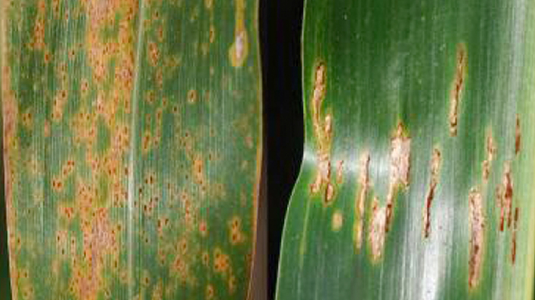 southern rust and common rust on corn leaves