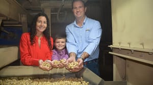 Swinson Golden Grove Peanuts Swinson Golden Grove Peanuts