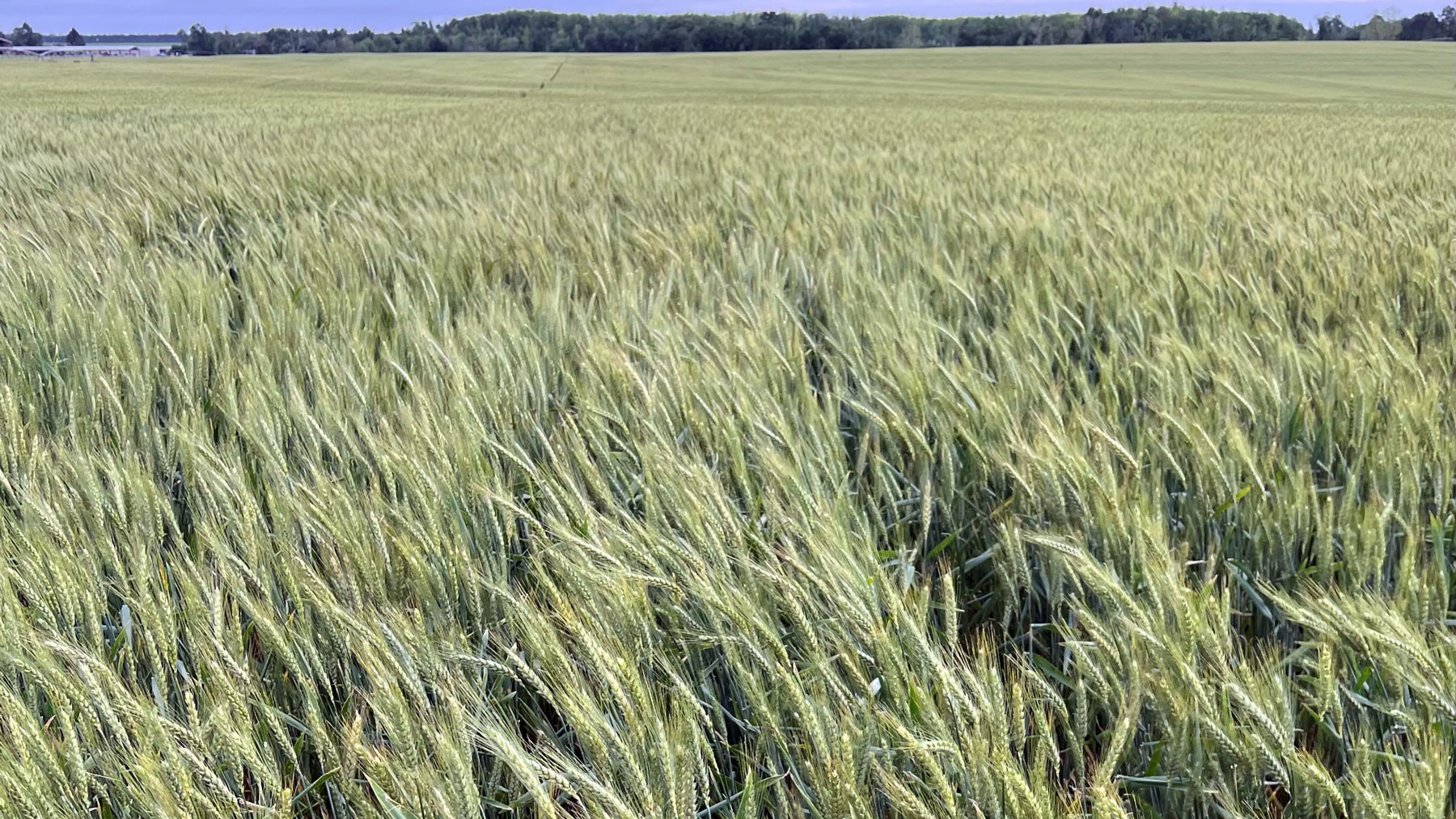 Wheat blooming in field.