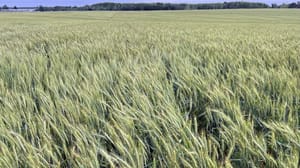 Wheat blooming in field. Wheat blooming in field.