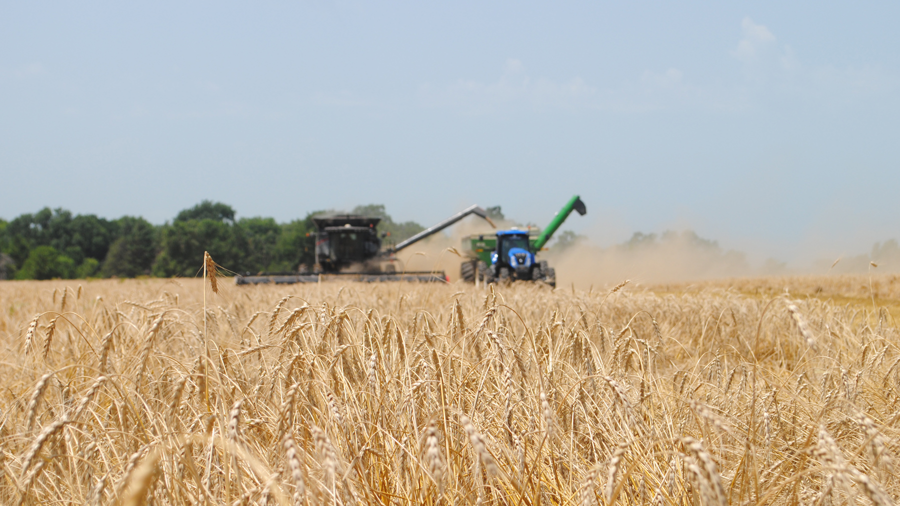harvesting winter wheat