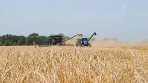 harvesting winter wheat harvesting winter wheat