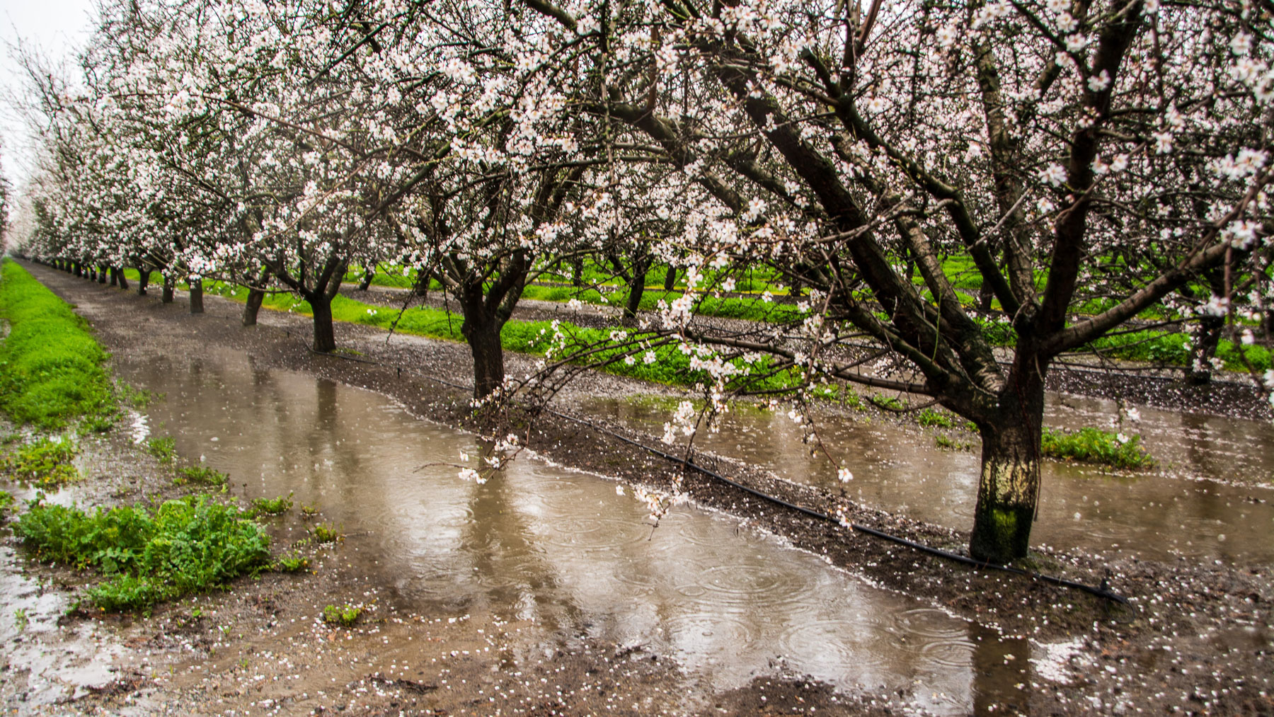 Flooded almond orchard