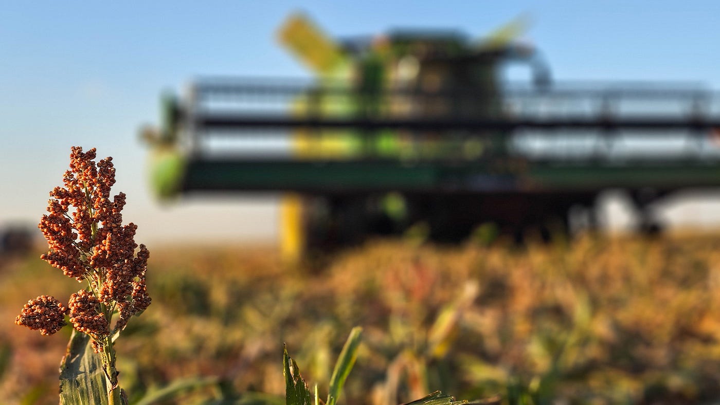 sorghum harvest sorghum harvest