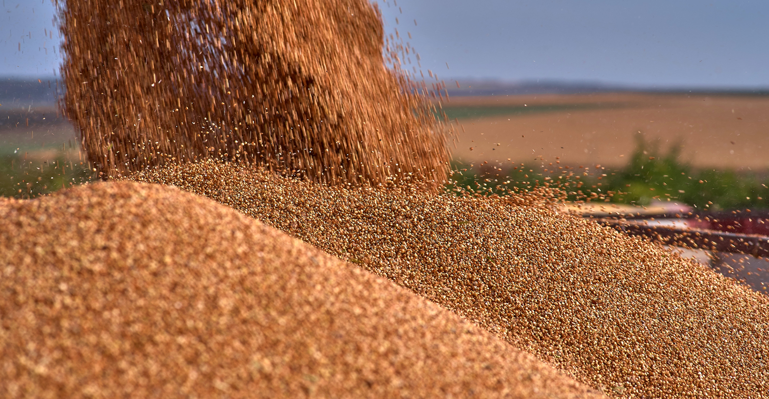 Sorghum being poured from combine