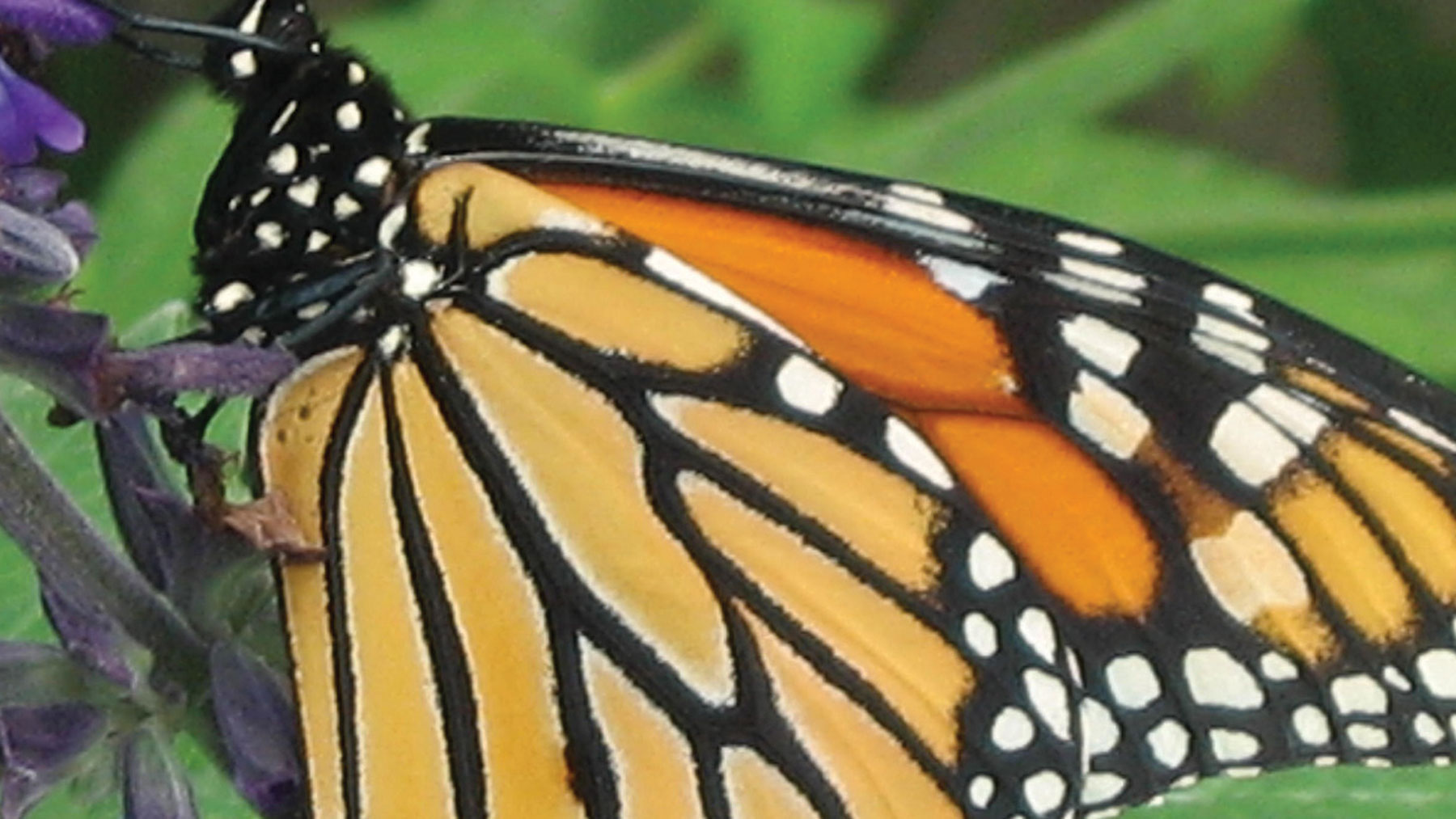 Monarch butterfly