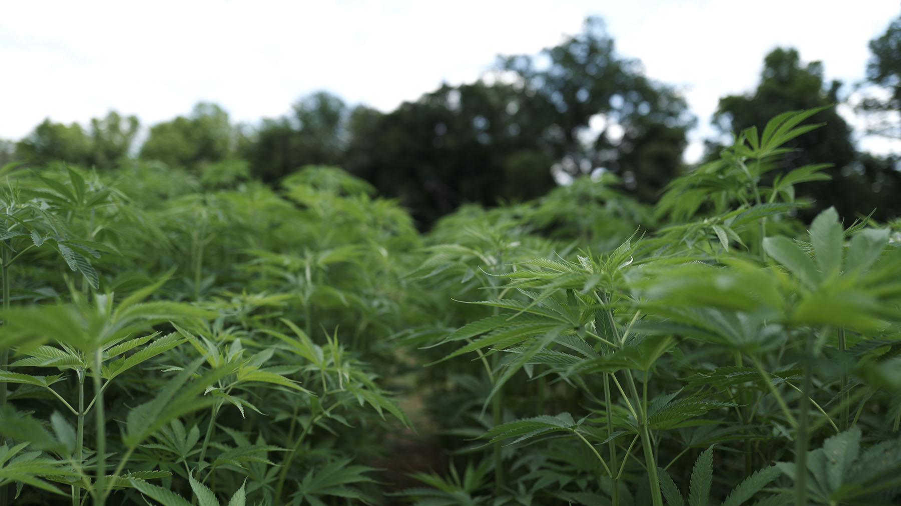 Fiber Hemp