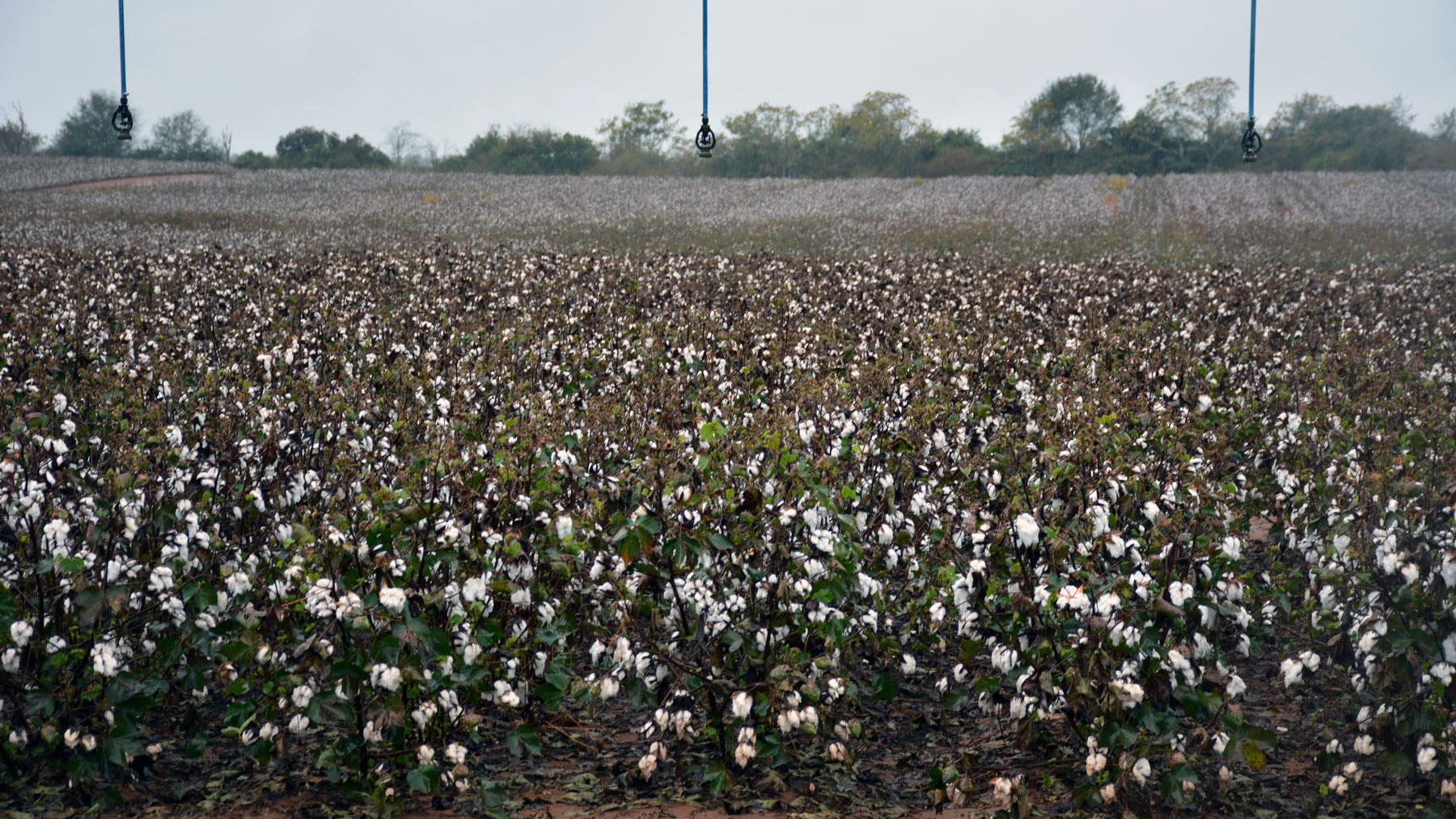 Cotton crop in Georgia before Hurricane Helene. 