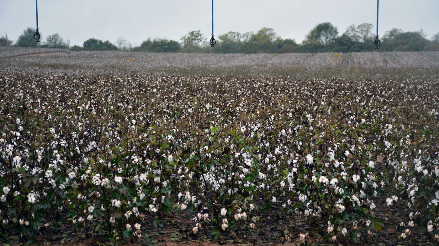 Cotton crop in Georgia before Hurricane Helene. Cotton crop in Georgia before Hurricane Helene.