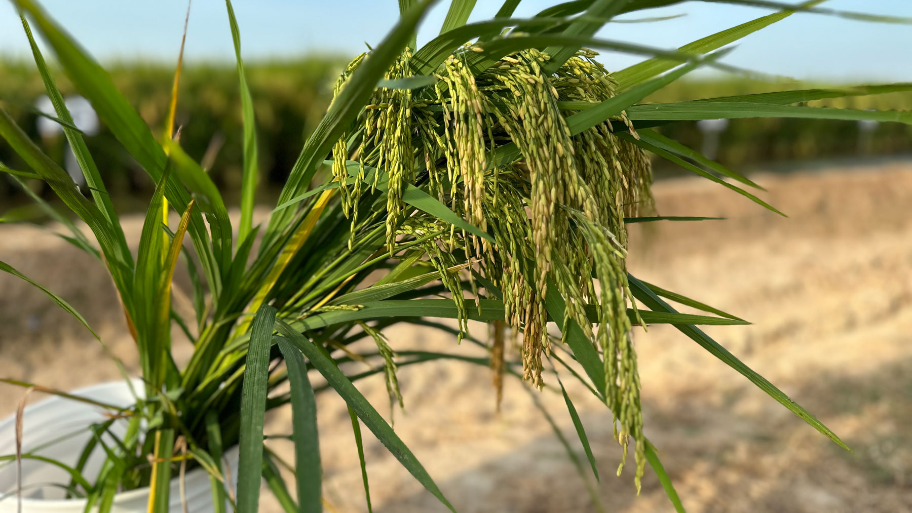 Close up of a rice sample, with green and gold rice kernels that is placed in a white bucket in front of a Cooperative Extension test plot.