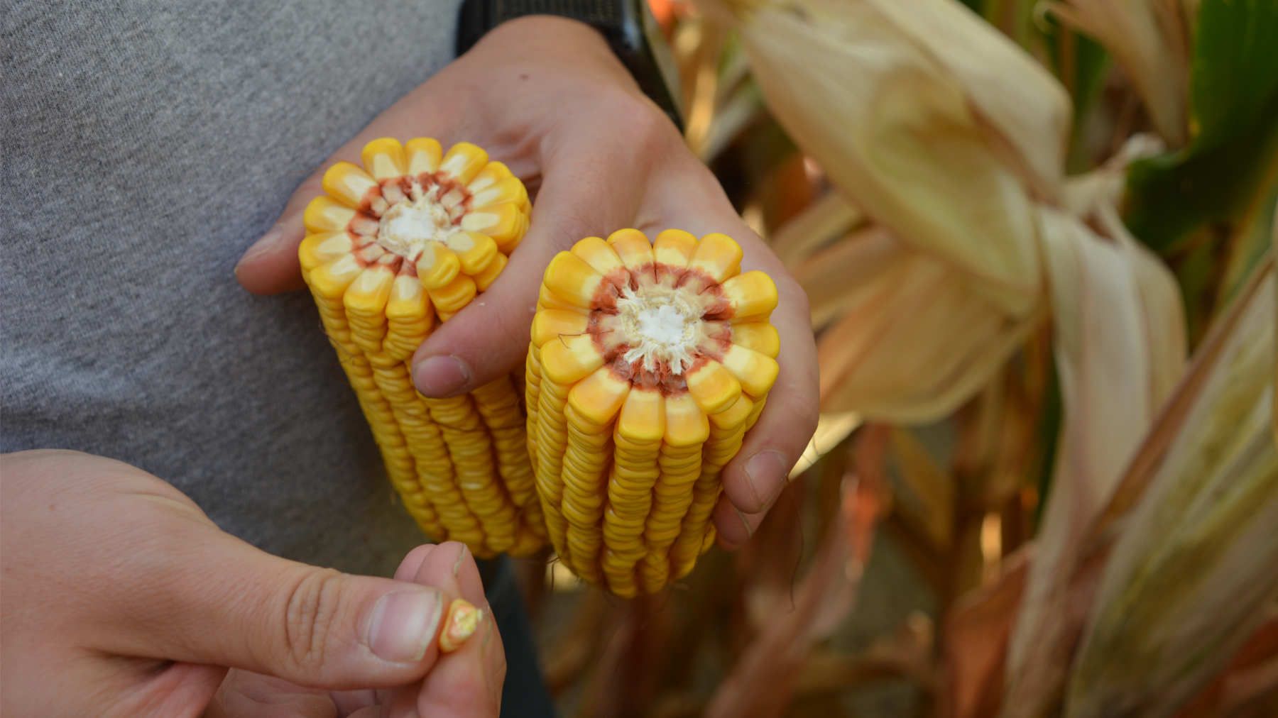 ear of corn broken in half, showing deep kernels