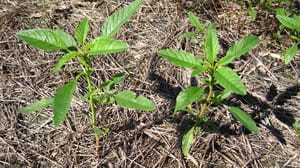 Waterhemp growing in a field Waterhemp growing in a field