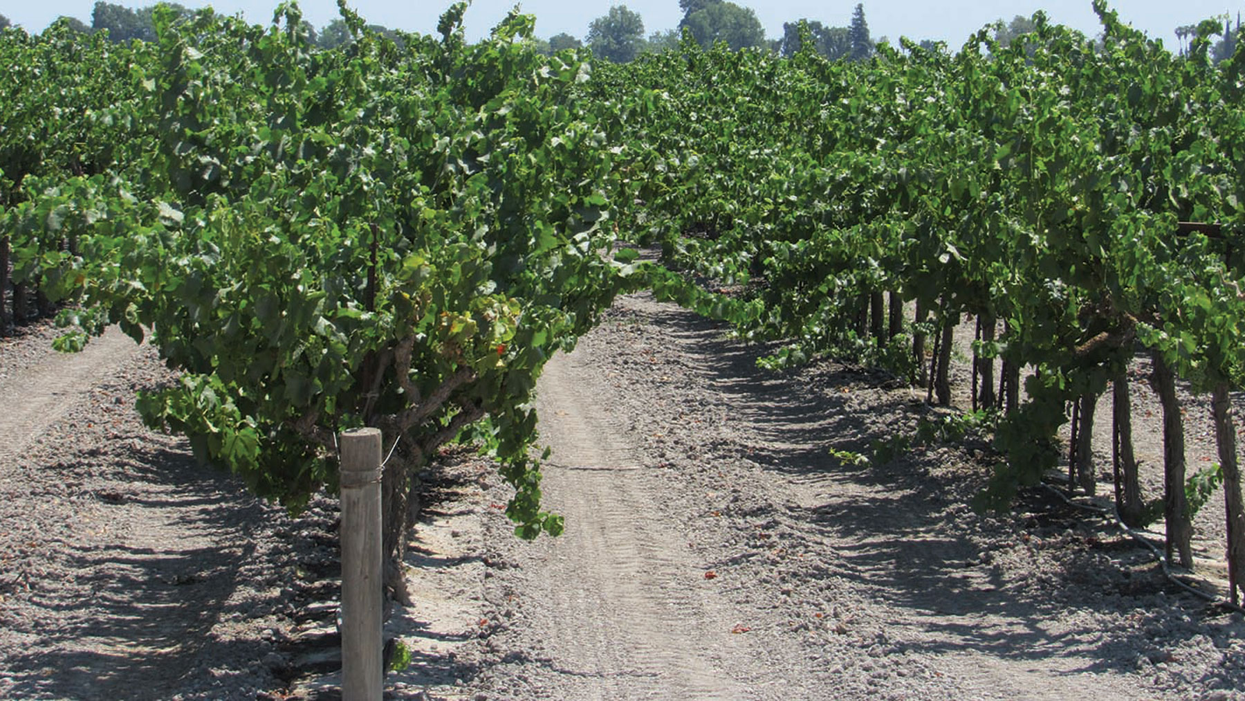 vineyard